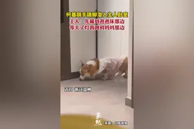 柯基蹑手蹑脚潜入主人卧室，主人：先藏到爸爸床那边，等关了灯再跑到妈妈那边图片
