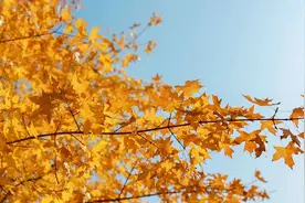 【有声散文】陈春花：快乐来源于内心的力量图片