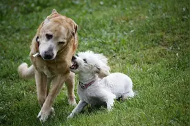 为何公狗交配完以后，会转身就跑开？图片