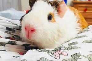 荷兰猪为什么一直叫?图