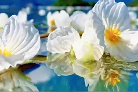 情深不寿，慧极必伤图片