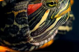 夏季龟以飙速生长，有人欢喜有人愁啊！长得快不好吗？图片