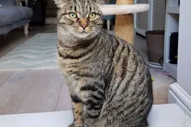 一分钟看懂中华田园猫都是什么性格图片