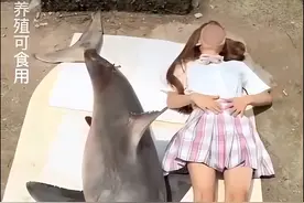 网红烹煮大白鲨背后：“比老虎还稀有”的大白鲨从哪来的？图片