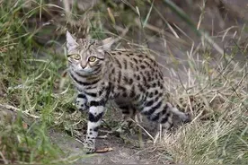 猫科捕猎效率最高的“杀戮机器”：黑足猫，被全世界禁养图片