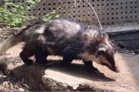 乡村那些事（一）图片