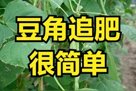 种植豆角，想要长得好，一定要追肥，追几次，追什么肥？图片