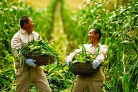 种粮大户要达到什么标准?大户每亩会补贴多少钱?多地标准已明确图片