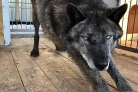 收养了4个月的小黑狗，却被告知是猛兽？！主人：可它跟我撒娇哎图片