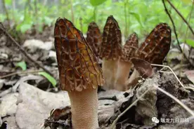 动辄上千块钱一斤的羊肚菌，真的有那么好吗？图片