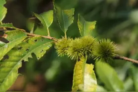 给你举个“栗子”——茅栗图片