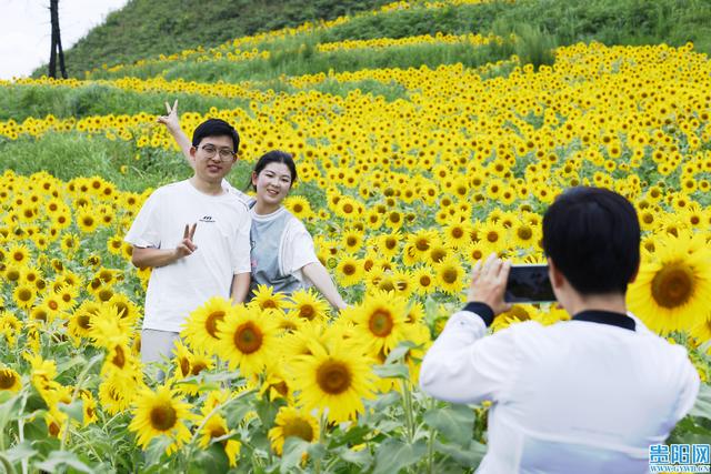 【图集】花溪新关村的向日葵花海盛放，快来打卡！