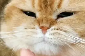 一只猫身价70万元，可谓是猫中“藏獒”，它凭啥这样贵？图片