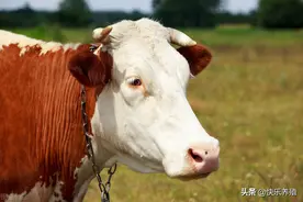 牛得口蹄疫怎么办？记住这5点不死牛图片