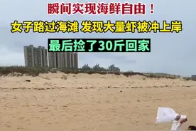 女子路过海滩，发现大量虾被冲上岸，最后捡了30斤回家图片