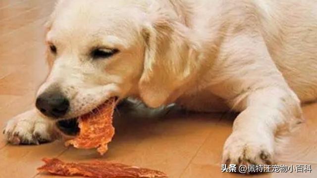 金毛当土狗养不喂狗粮可以吗？
