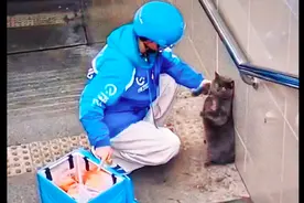 猫咪偷吃了外卖，外卖员把它逼到了墙角质问，猫：还以为是自助餐图片
