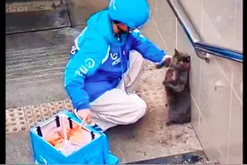 猫咪偷吃了外卖，外卖员把它逼到了墙角质问，猫：还以为是自助餐图片