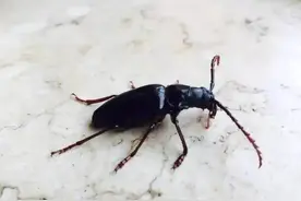 山春牛 消失的美味儿图片