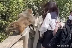 苏州一女子投喂猴子反被掌掴，景区回应：已事先提醒！图片