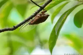 蝉，不同地方有不同叫法，在你们老家叫什么？——蝉的寓意和象征图片