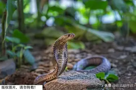 用毒蛇的毒毒毒蛇，毒蛇会被毒死吗？快来对答案图片