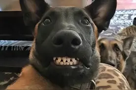 不瞒你说，“养熟”的狗和“养不熟”的狗，差别超大图片