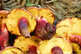 忘了他，我捡菌子养你图片