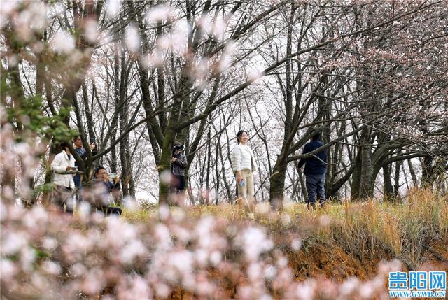 贵安樱花园最新实拍图来啦！