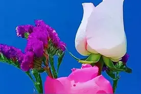 你是我，放下又不甘，继续又太难的爱人图片