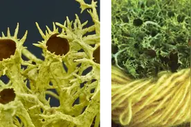 没有陈尿，我们居然还用不起紫色…图片