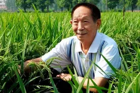 中国又一位袁隆平，杂交水稻再迈上一个新台阶，养活了好几亿人图片