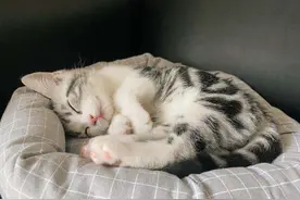 一旦猫咪睡觉有这几个动作，别怀疑，它就是认你为主了图片