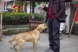 狗狗嗅闻主人的裤裆，是为了这几件事图片