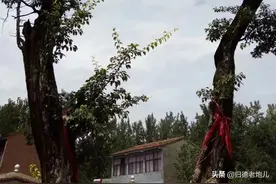 永城古柘树图片