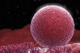 人工授精能不能选择双胎？图片