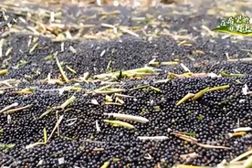 哪里的菜籽芥酸低？与浓香菜籽油又有何关？图片