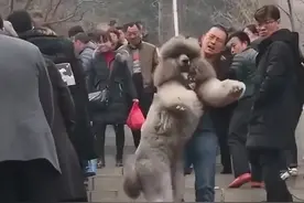 过年带狗狗爬山，主人要是没有准备好，等下得把它抱下山图片