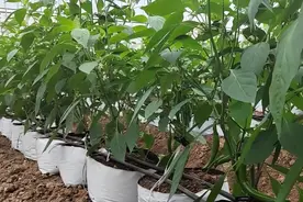 辣椒根系弱产量低，如何生根养根效果好？两个方面要注意图片