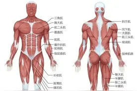 认识人体（二）（运动系统之骨骼肌）图片
