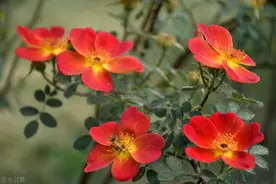 经常穿别人旧衣服的女人，会有怎样的命运图片