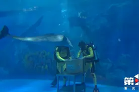 重庆首只人工饲养繁殖海豚迎来周岁生日图片