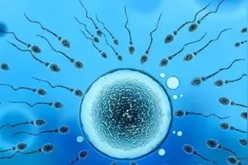 胎儿的性别是受精那一刻就决定了，还是后来才决定的呢？图片