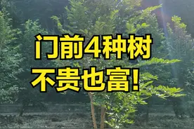 “富不富，门前树”，门前4种树不贵也富！另外2种树不能种图片