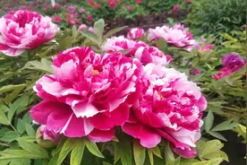 大脑是五官的总统图片