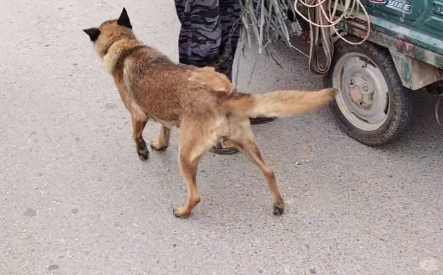 360块，马犬就此卖狗贩，只要钱到位狗主直言：你叫抱哪就抱到哪