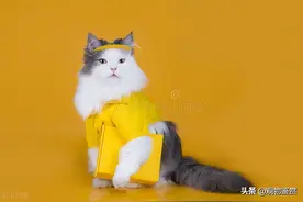 小猫的衣服是怎么做的？小猫衣服的制作方法，给小猫做衣服的步骤图片