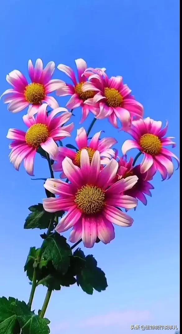一束鲜花，醉蓝天
