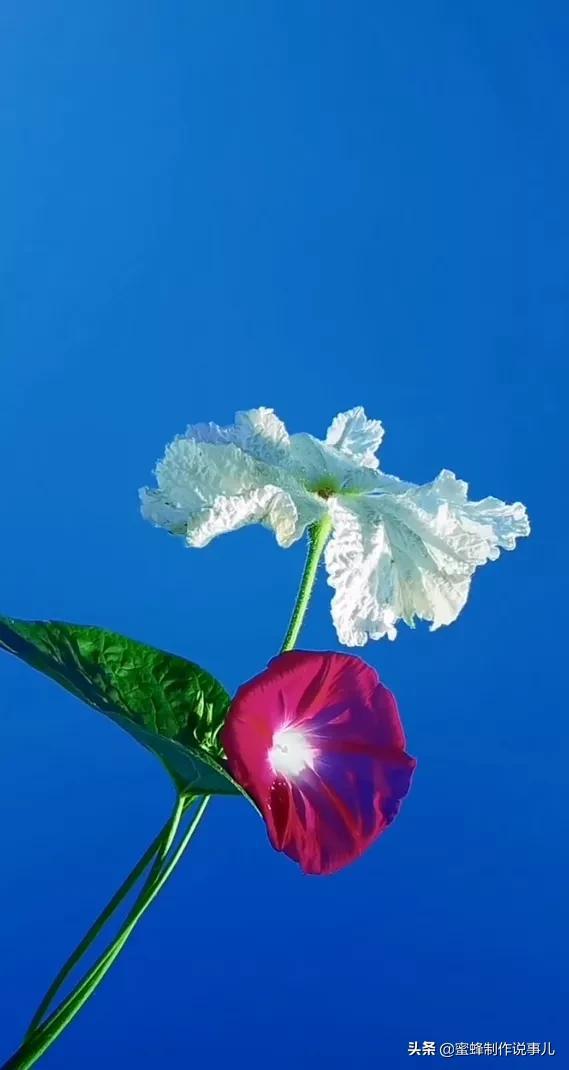 一束鲜花，醉蓝天