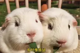 世界上最大的啮齿目动物，体重可达70公斤，长着像河狸的脸图片